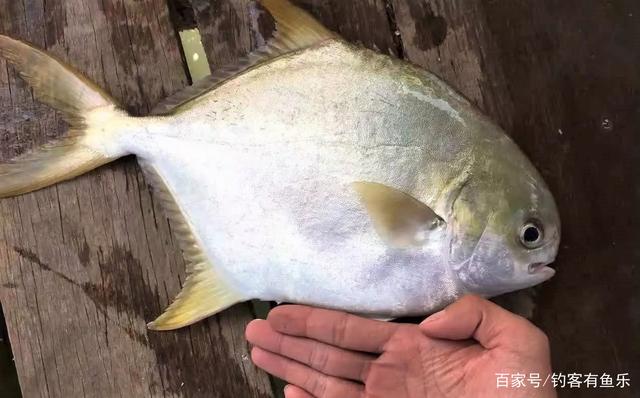 鲳鱼有很多种，而食人鲳则是淡水鱼中的霸主