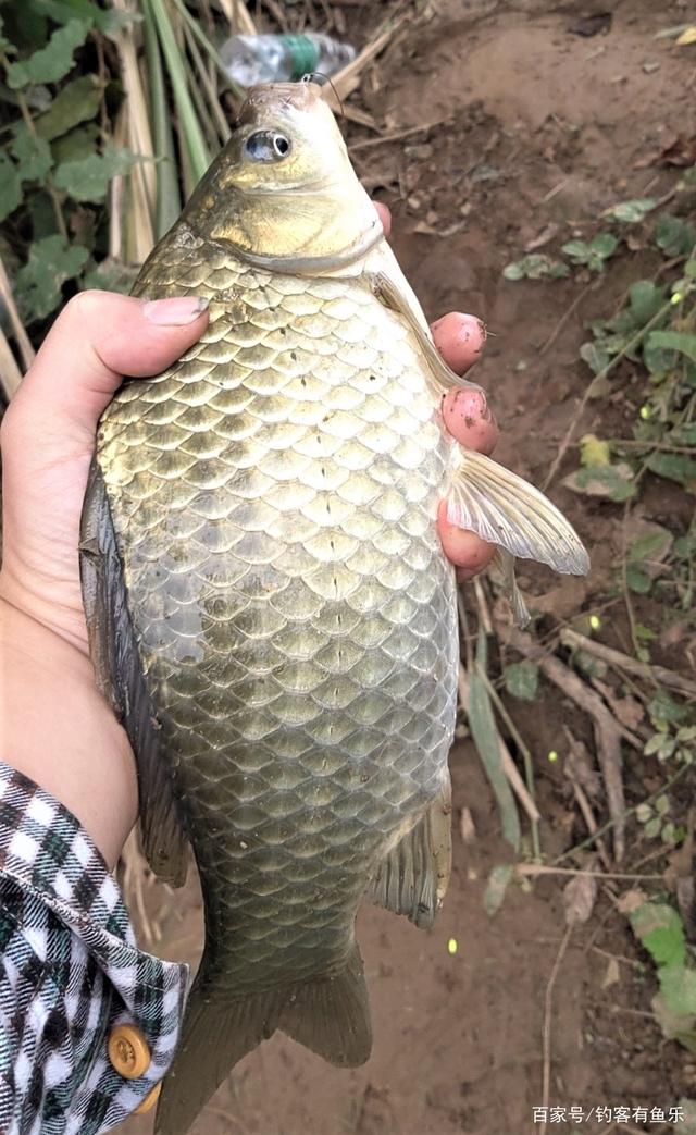 钓鲫鱼选择什么样的鱼钩合适？正确选择鲫鱼鱼钩，能避免再跑鱼