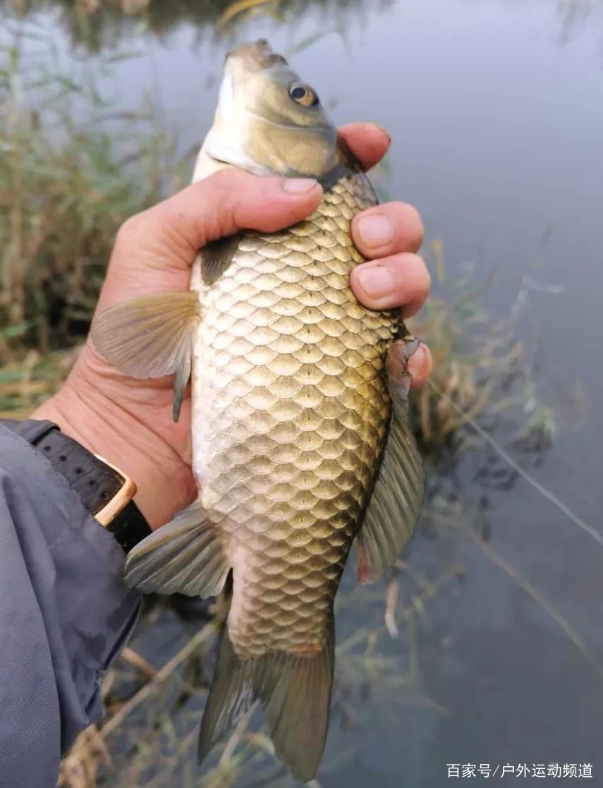 深秋最易钓获大鲫鱼，掌握这几点，钓获大板鲫不再难！