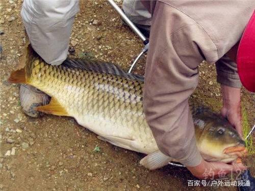 夏季钓鱼，果酸的作用！