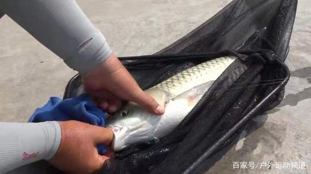 夏季钓鱼饵料新玩法！