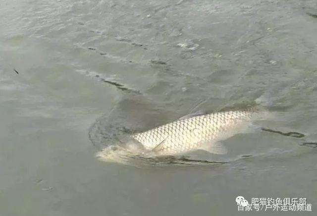 夏钓鱼上浮、风浪大，这几种钓法完美解决！