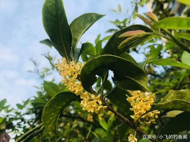 手把手教你制作桂花药酒，钓鲫鱼效果很好，制作简单还省钱！