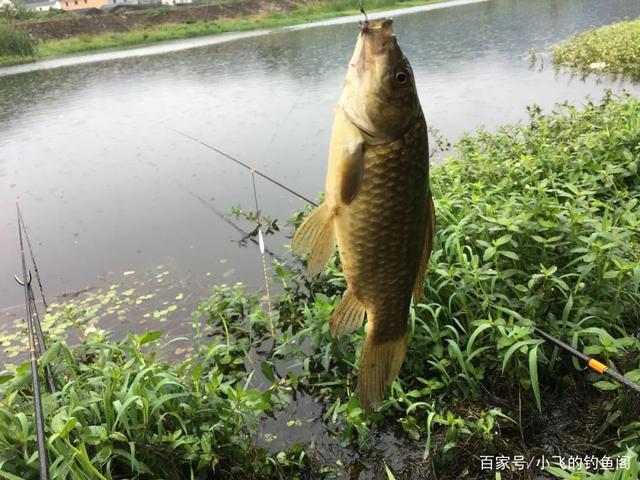 钓鲫鱼重在“诱”，窝料打太多实属浪费！看老钓友是怎么做的